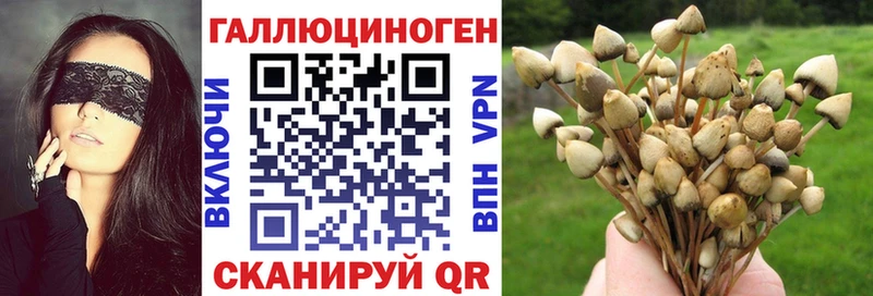 наркота  Фокино  Галлюциногенные грибы Psilocybine cubensis 